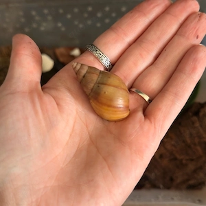 Achatina Fulica full albino NZ achatschnecken Bild 2