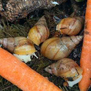 Achatina Fulica full albino NZ achatschnecken Bild 3
