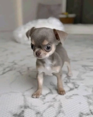 wunderschönen Chihuahua Welpen