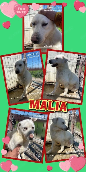 liebe, wunderschöne Hündin "Malia" sucht dringend ein Zuhause