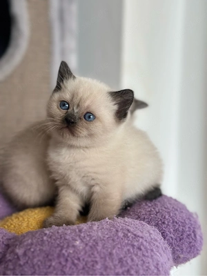 BKH Kitten Chocolate Point * Nur noch 1 Kitten*