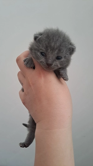 Bkh britisch kurzhaar blau kitten