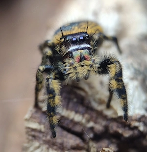 Verschiedene Phidippus Springspinnen 