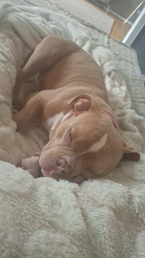 American Bully Xl