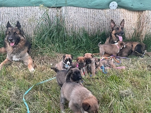 Schäferhundmischlinge