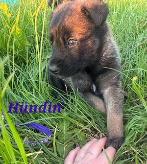Schäferhundmischlinge