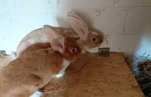 Kaninchen. Junge Rammler von Ende Februar Bild 2
