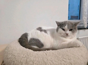 BKH Katze in Farbe lilac Harlekin mit Papieren 