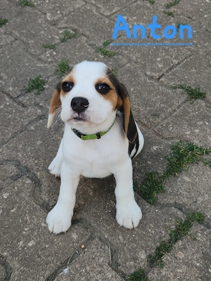 Beaglewelpen 