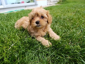 Maltipoo Malteser-Pudel Welpe apricot braun Rüde aus liebevoller Familienaufzucht ist auszugsbereit