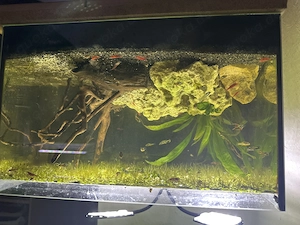 Aquarium dringend abzugeben 