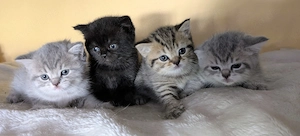 BKH Britisch Kurzhaar Kitten