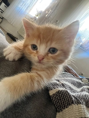 Süßer Kater sucht ein neues Zuhause   