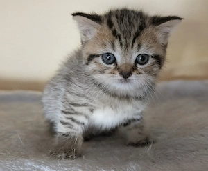 BKH Britisch Kurzhaar Kitten Bild 4