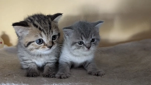 BKH Britisch Kurzhaar Kitten Bild 3