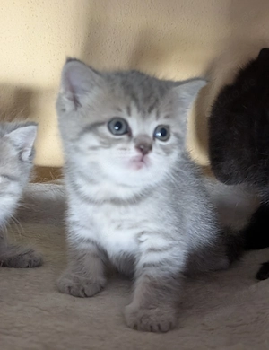 BKH Britisch Kurzhaar Kitten Bild 8