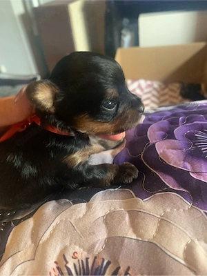 Yorkshire Terrier Welpen 