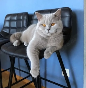 BKH Britisch Kurzhaar Kitten Bild 10