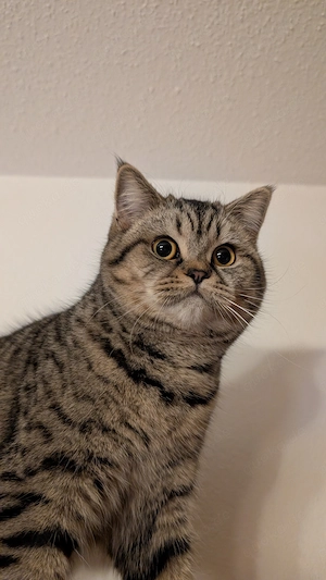 BKH Britisch Kurzhaar Kitten Bild 9