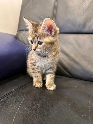 BKH 5 Katzenbabys und Katzenmama kostenlos abzugeben