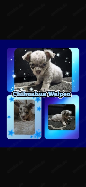 Liebevolle Chihuahua-Welpen suchen ein neues Zuhause!