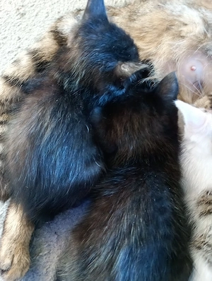 Süße katzenkitten abgeben 