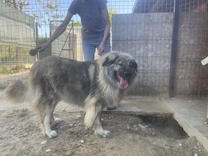 Heidi - sanfte Schönheit mit großem Herz sucht liebevolles Zuhause