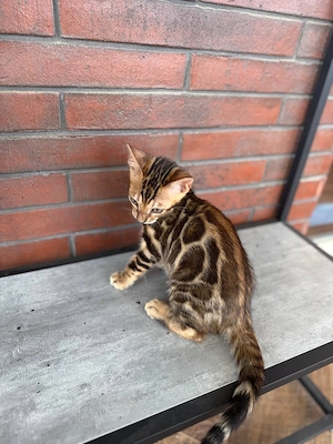 Bengal-Kätzchen WhatsApp: (15510055069)