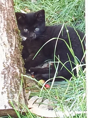 Katzen Baby Bild 2