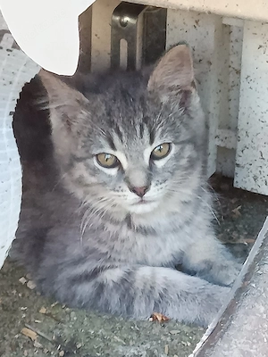 Katzen Babys 