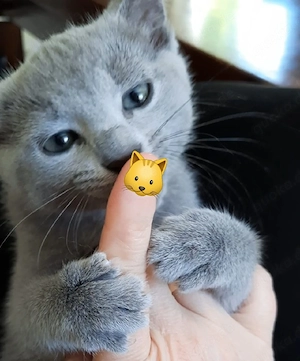 Russisch Blau Kitten