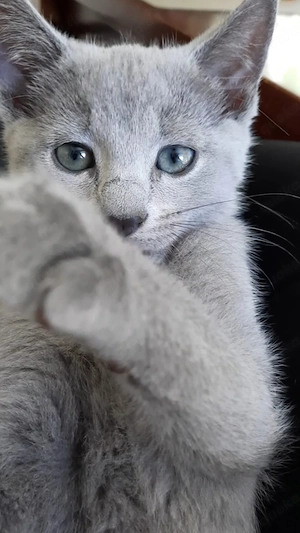 Russisch Blau Kitten