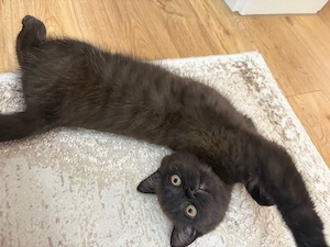 Britisch Kurzhaar Katze