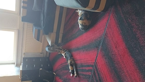 Europäischer kurzhaar Kater Bild 3
