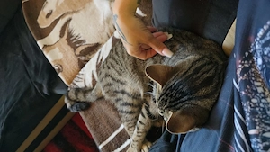 Europäischer kurzhaar Kater Bild 2
