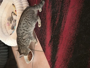 Europäischer kurzhaar Kater