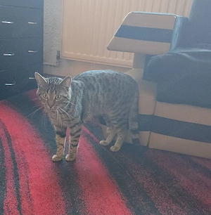 Europäischer kurzhaar Kater Bild 4