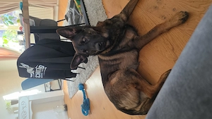 Deutsch Belgischer Schäferhund