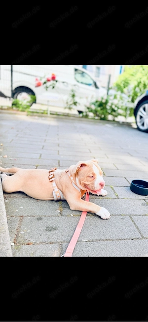 American Bully 