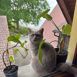 Wurfankündigung ende Juli 