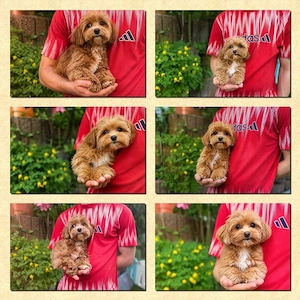 Maltipoo Welpen