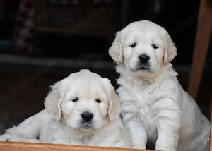 Liebevolle Golden-Retriever-Welpen suchen ein neues Zuhause