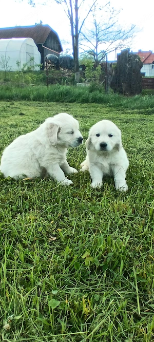 Süße Golden-Retriever-Welpen abzugeben