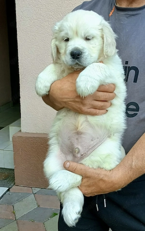 Süße Golden-Retriever-Welpen abzugeben