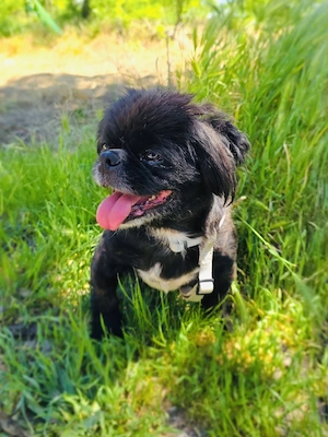 Pekinese Graf Alex sucht seine Familie  Bild 5