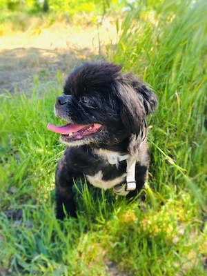 Pekinese Graf Alex sucht seine Familie  Bild 4
