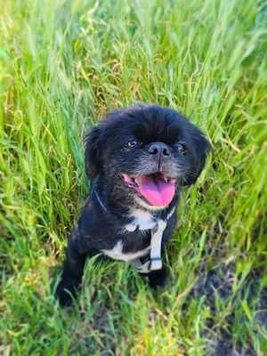 Pekinese Graf Alex sucht seine Familie  Bild 2