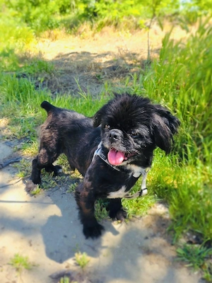 Pekinese Graf Alex sucht seine Familie 
