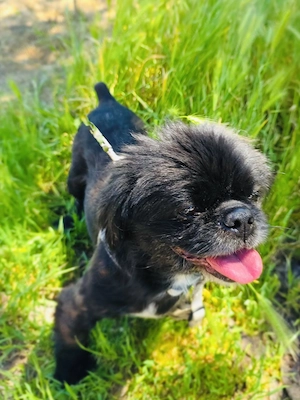 Pekinese Graf Alex sucht seine Familie  Bild 3