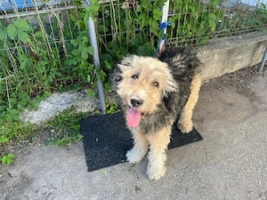 Wuschelchen Tati sucht Zuhause